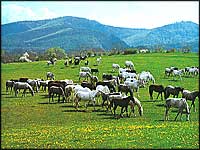 chevaux-hongrie-mini