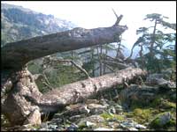 paysage-corse