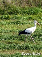 Cigogne-Hongrie