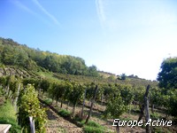 Hongrie-vignes