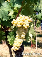 Vigne italie
