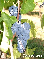 Vigne Italie
