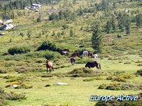 plateau-alzo
