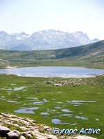 lac-nino
