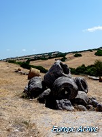 sardaigne-arbres-pierre