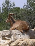 Mouflon
