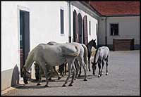 slovenie chevaux