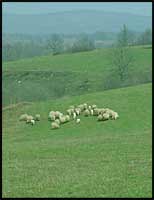 hongrie-mouton