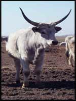 Vache-puszta-hongrie