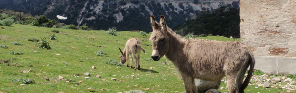 rencontre avec deux ânes dans la campagne en Sardaigne